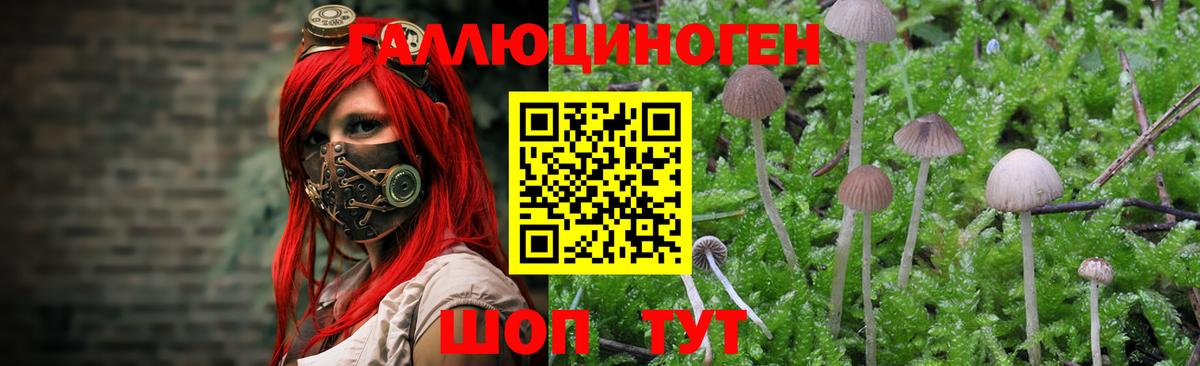 Каспийск  Галлюциногенные грибы мухоморы  Вход с VPN  Псилоцибиновые грибы Psilocybe 